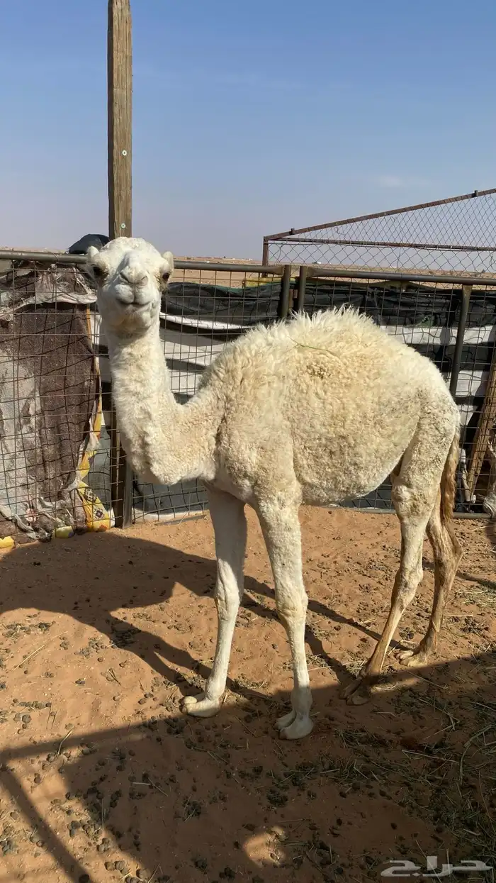 بكره للبيع على السوم 1