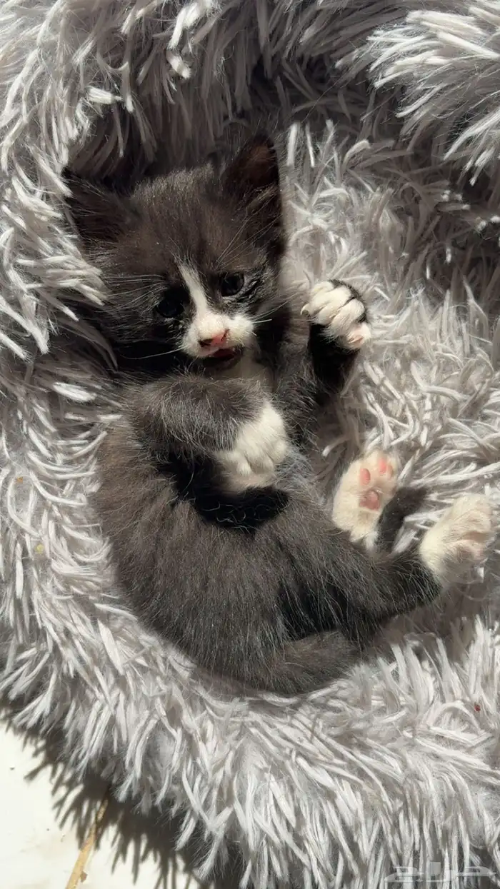 شيرازي للتبني 2