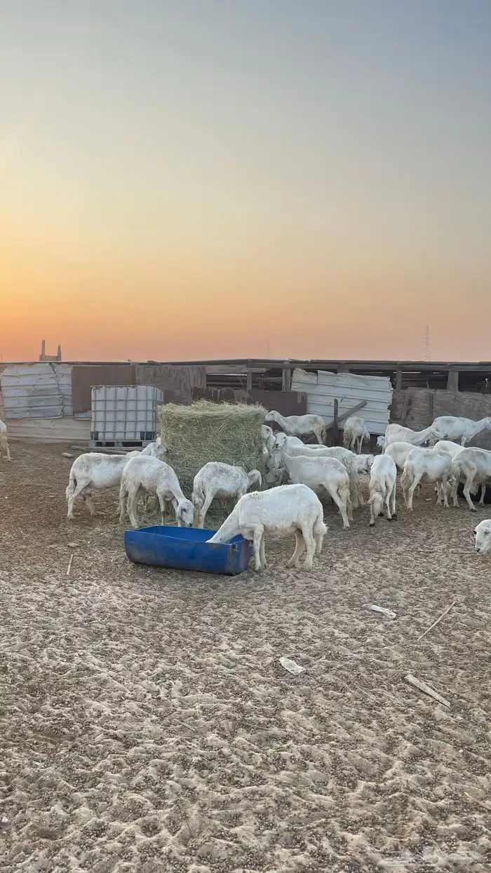 حريات جمله العدد 72 0