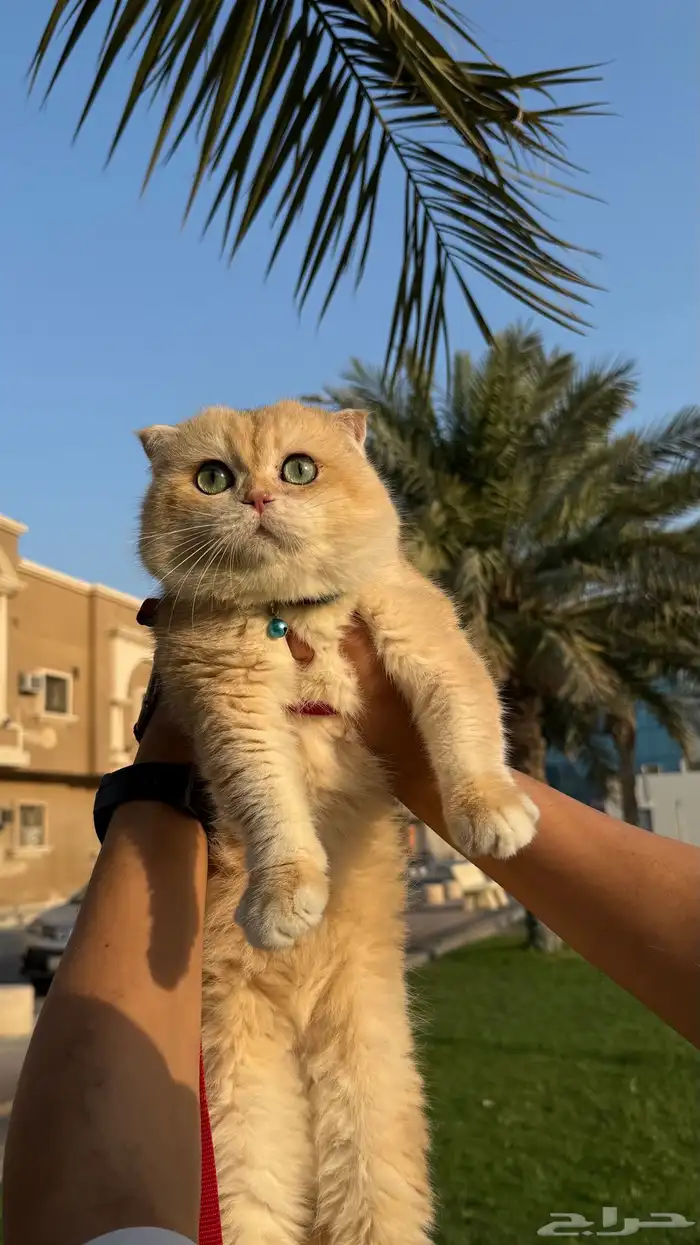 قط تربل فولد للتزاوج 1