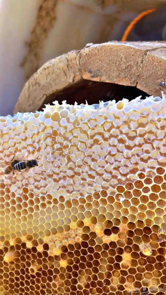 مناحل ابو عبدالله 8