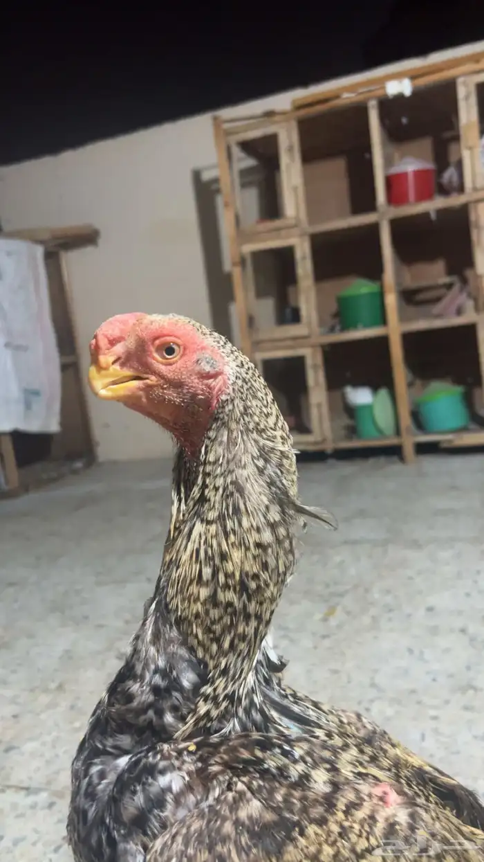 جوز اذناب الهند مستوى فاخر جدا ماشاءالله تبارك الله 5