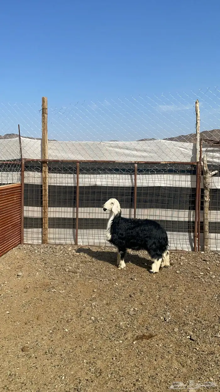 رخل نجديه طيبه بالحيل 1