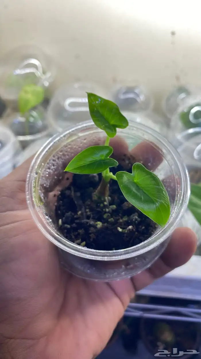 نبات الوكاسيا منوع درنات 3