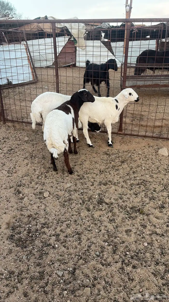 طليان للبيع 2