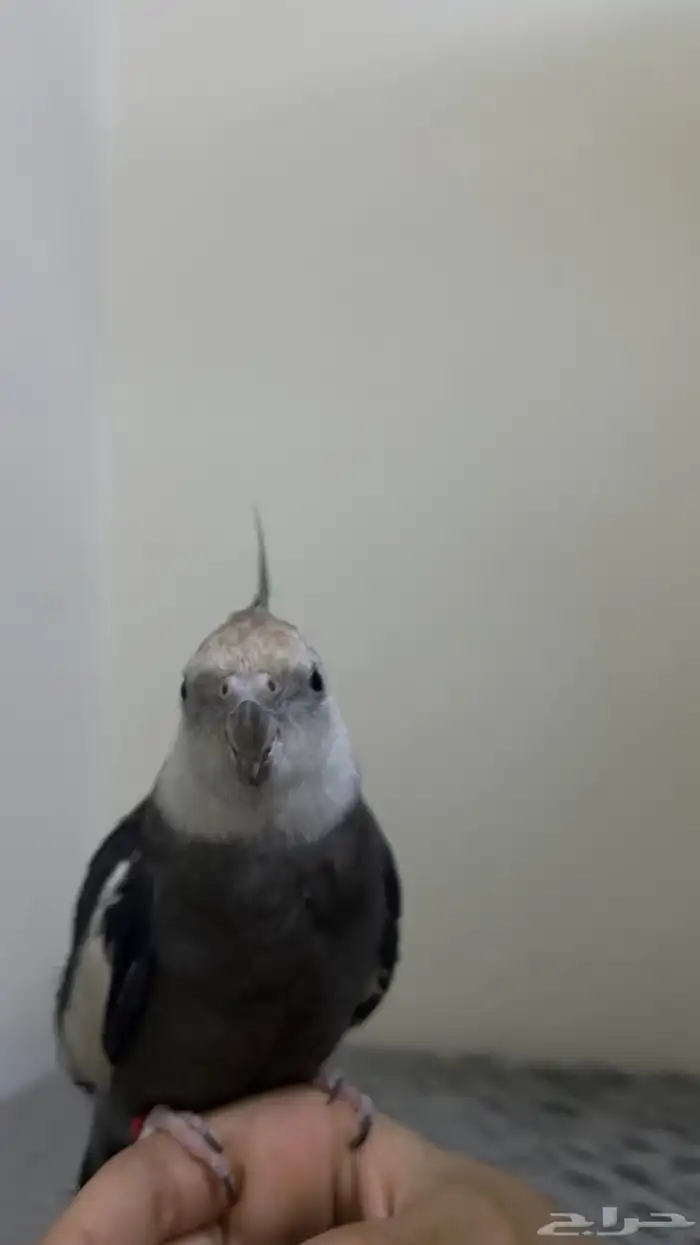 كروان وايس فيس 2