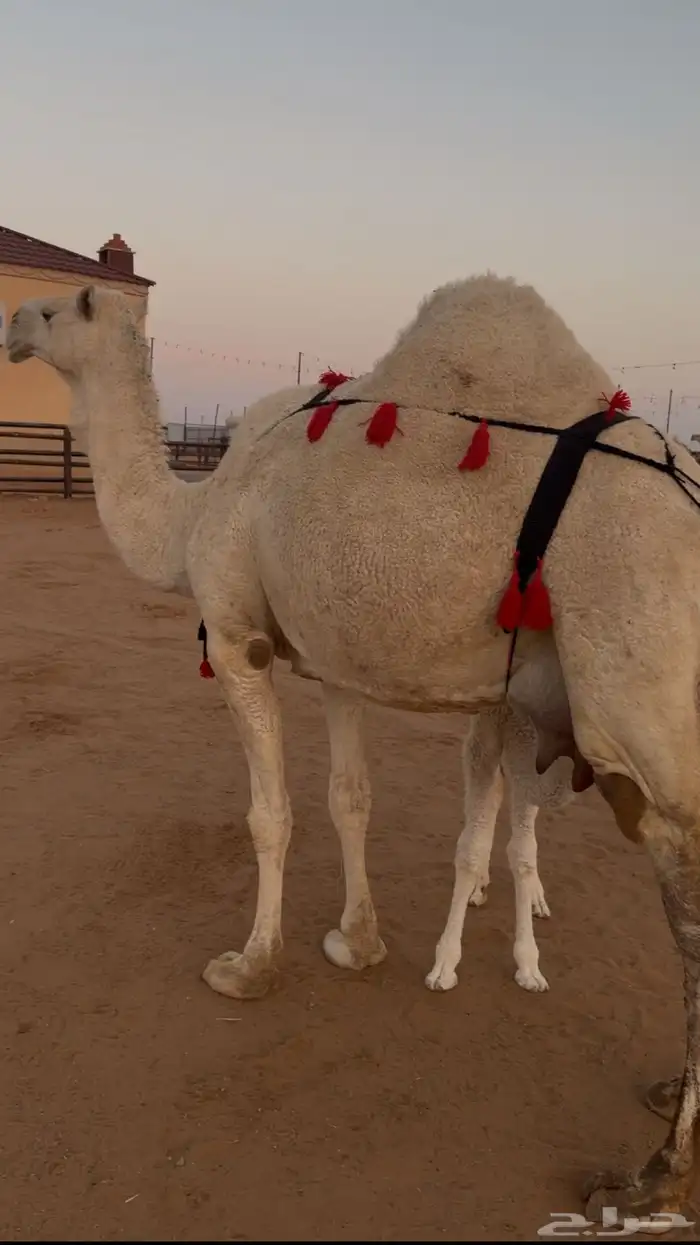 ناقه خلفه مصغر وضحى ام الحليب 0