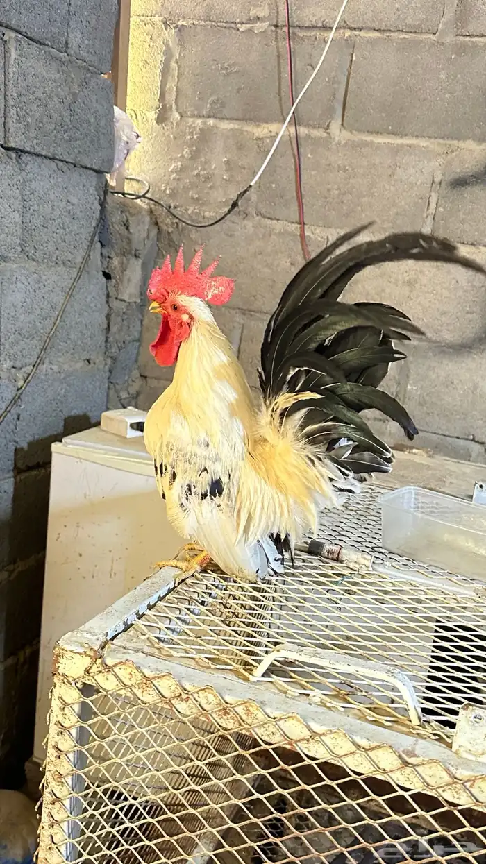 دجاج جبنيز جوز كولمبي 3