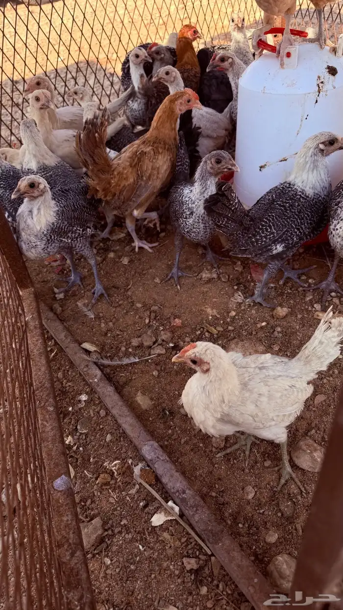 دجاج بلدي عمري شهرين الا ثلاث شهور 2