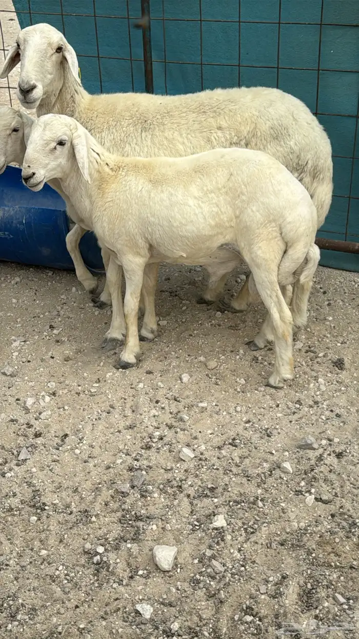 خروفين فل بريات وحايل نعجه شرط الصحه والنظافه 0