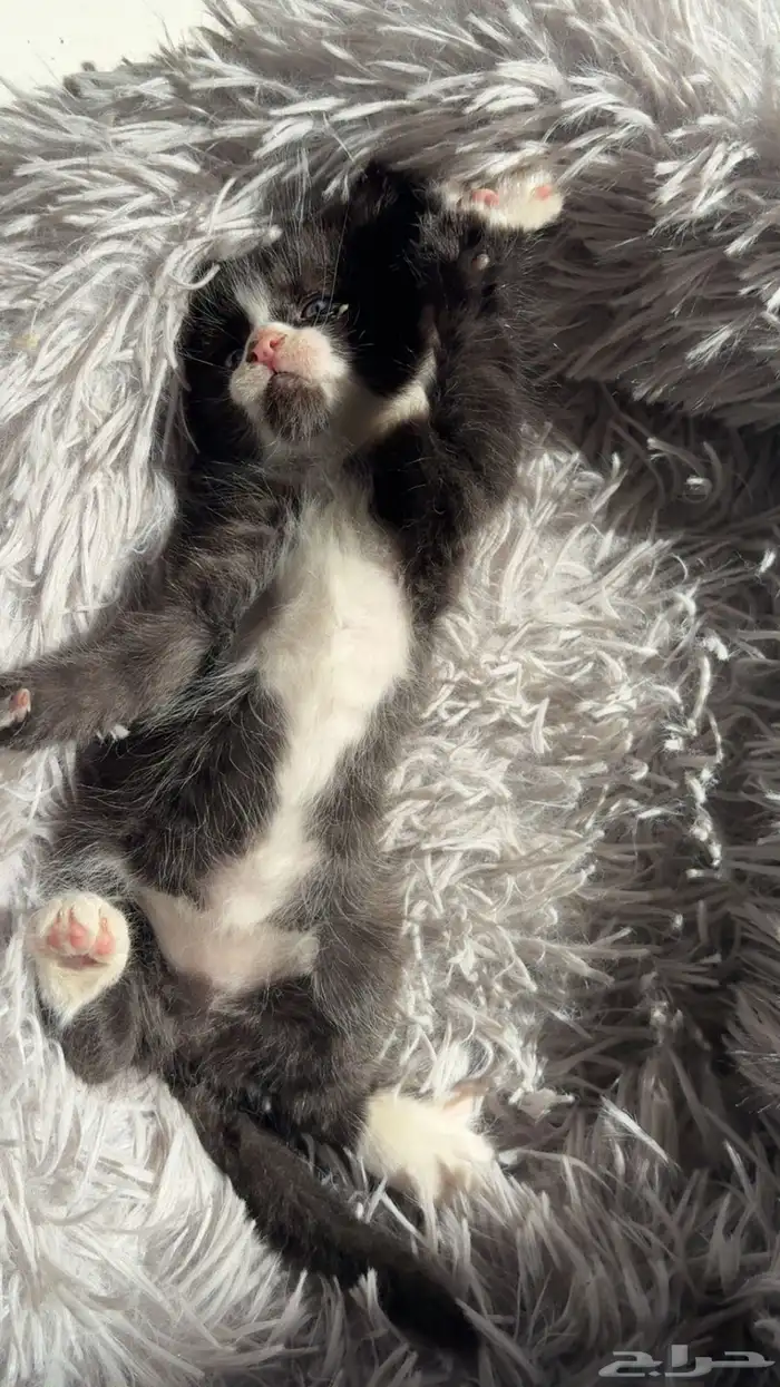 شيرازي للتبني 3