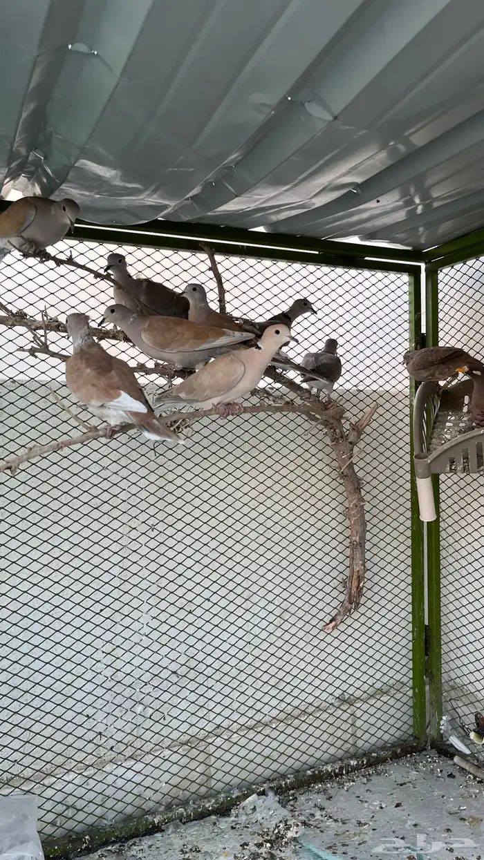 قمري هولندي 4