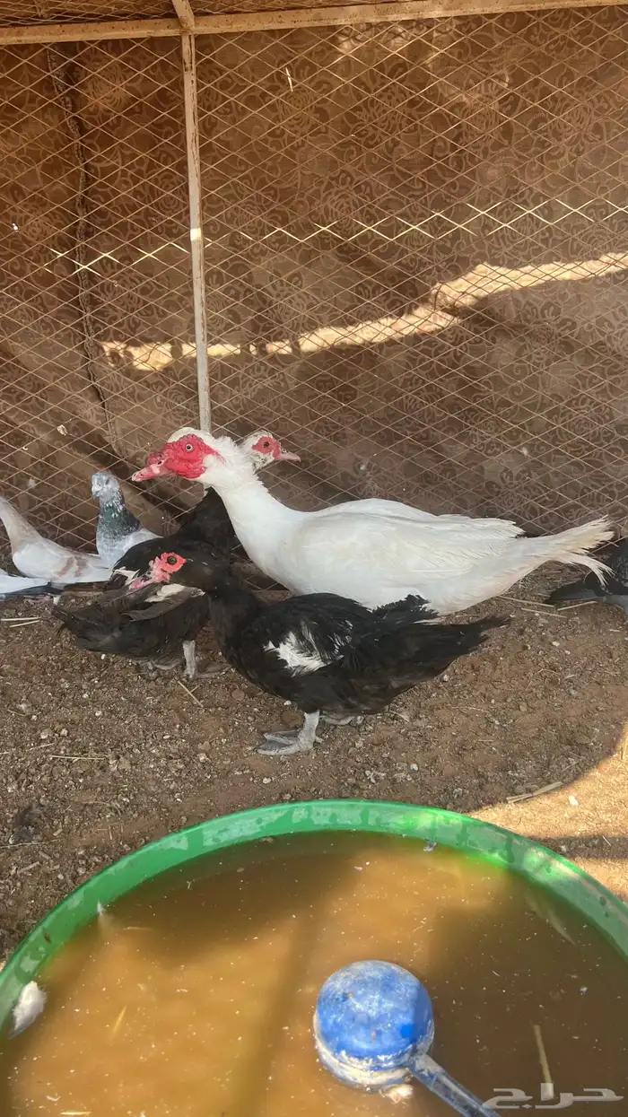 للبيع بط بح او مصوي 2