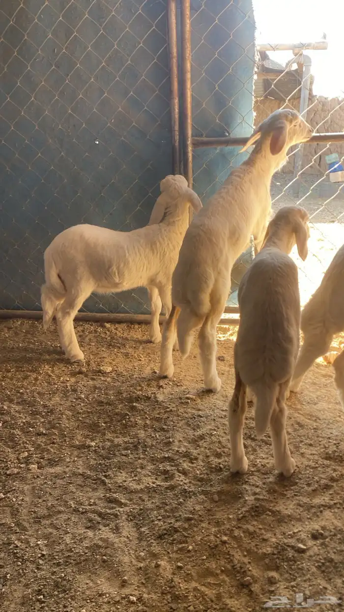 5رخال كفو ونظاف 0