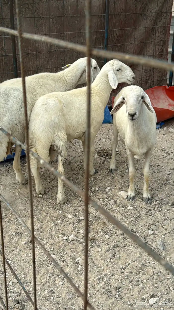 خروفين فل بريات وحايل نعجه شرط الصحه والنظافه 1