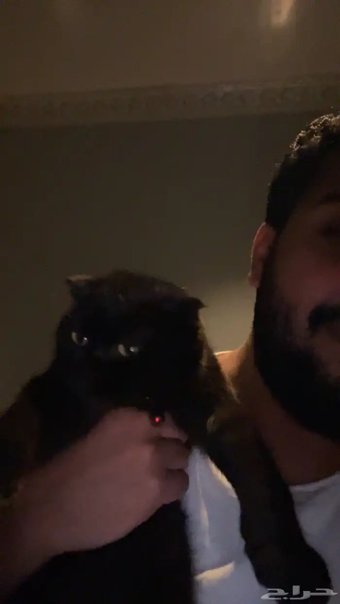 قطة مفقودة 5000 ريال مكافئة 2