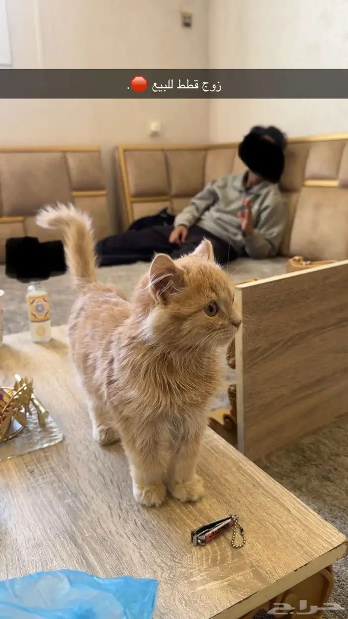 بسه للي يبيها يكلمني 0