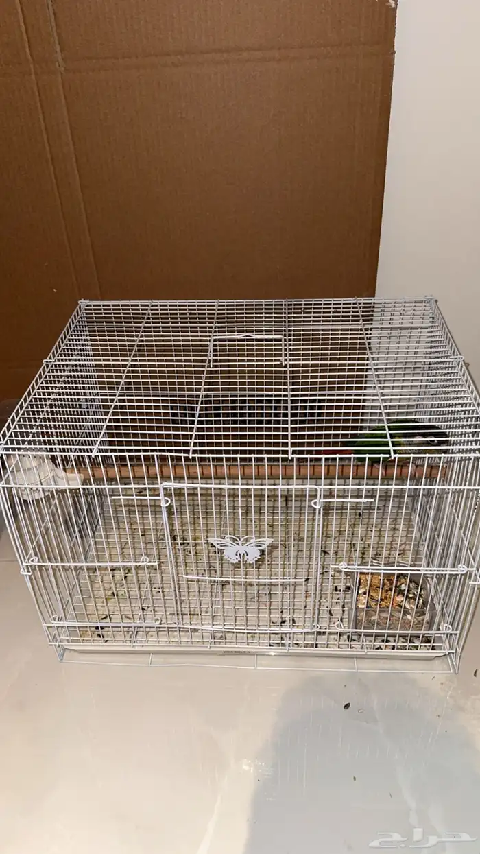 ببغاء كنيور اليف يلو سايد يلمع ما شاء الله شرط الصحه 0