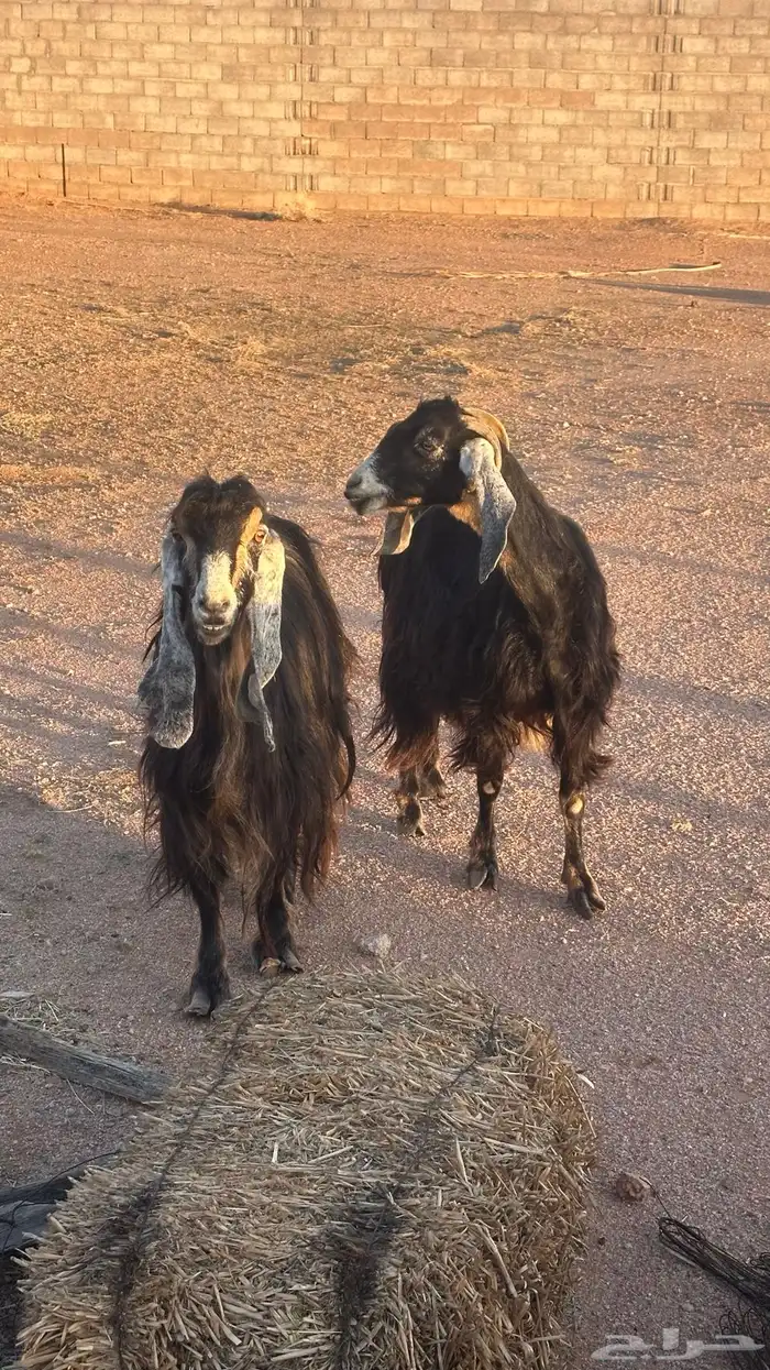 معزا عوارض عطر 3