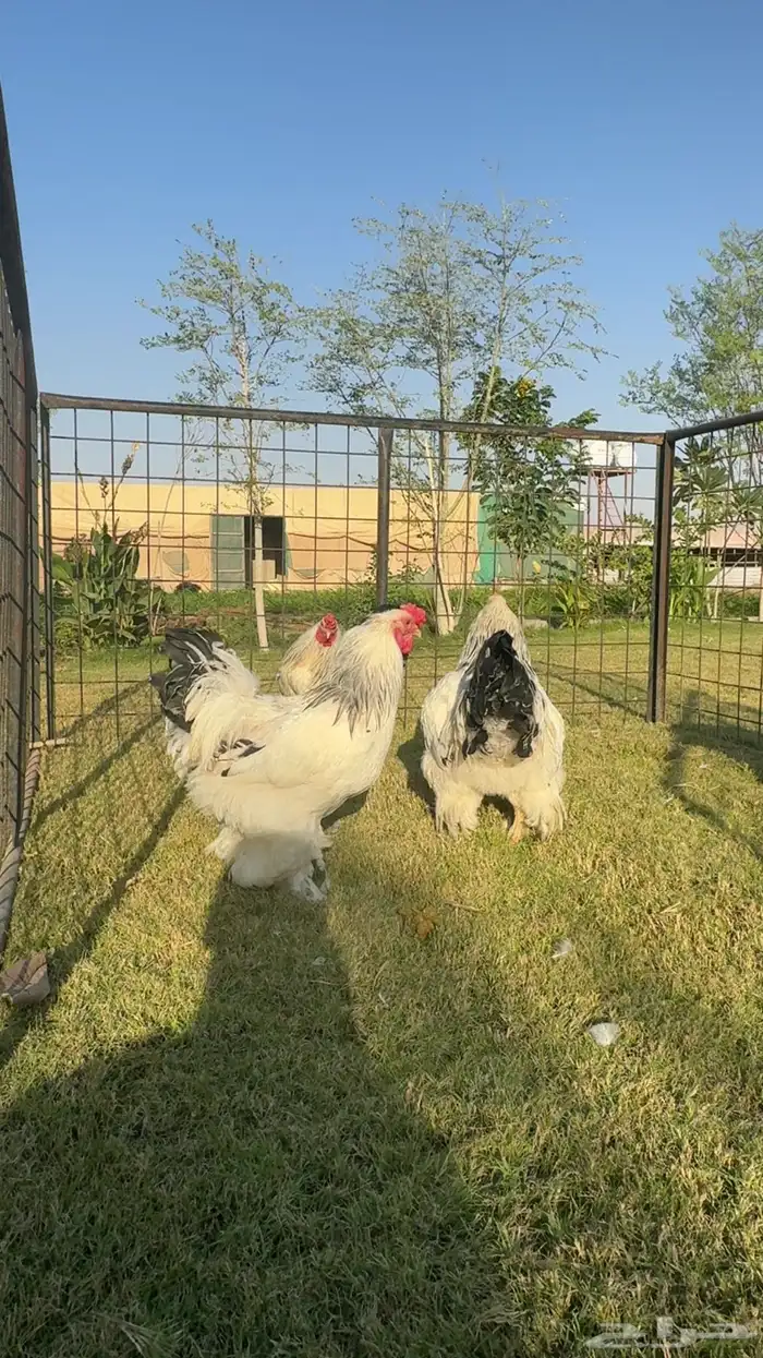 ديك ديكة براهما كولومبي كونك 4