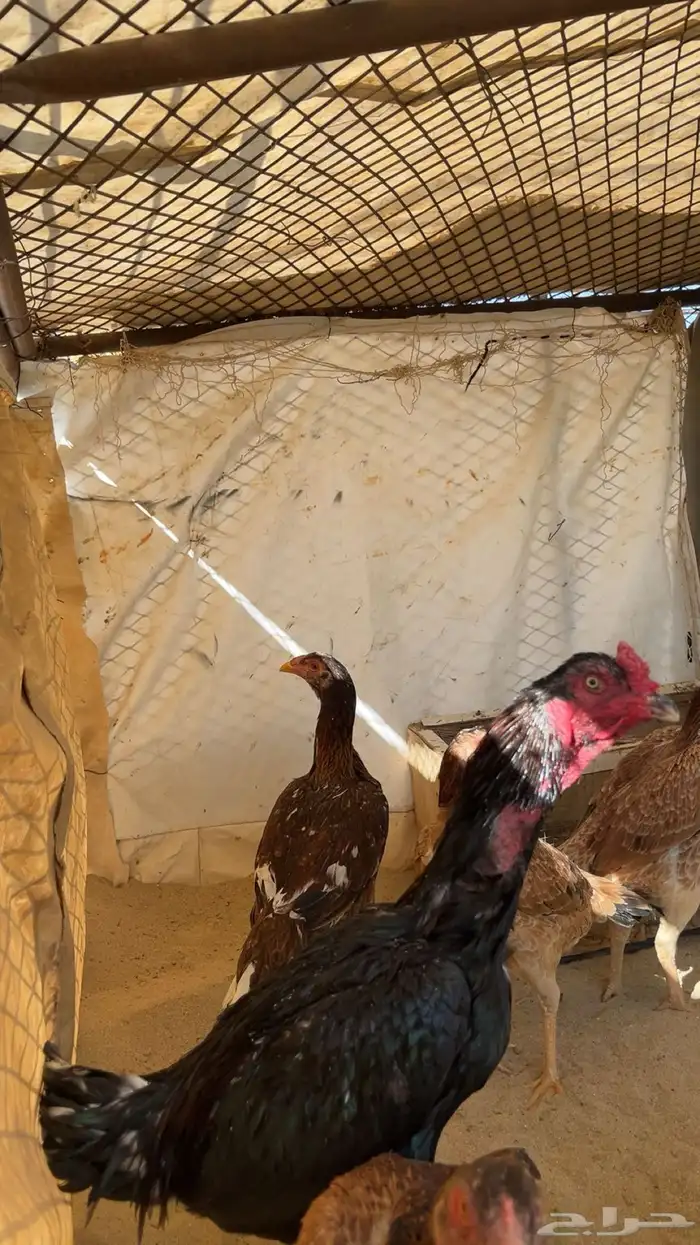 دجاج بكستاني 3