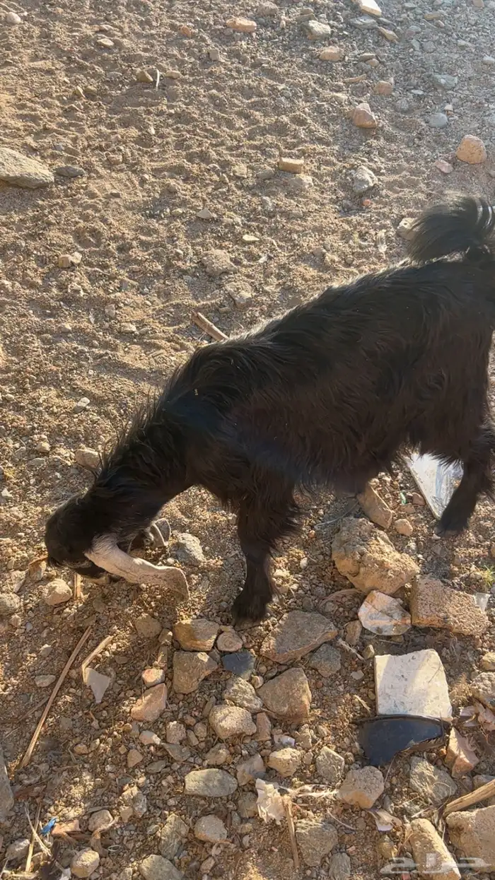 تيس للبيع عمره من 3 شهور الى 4 1