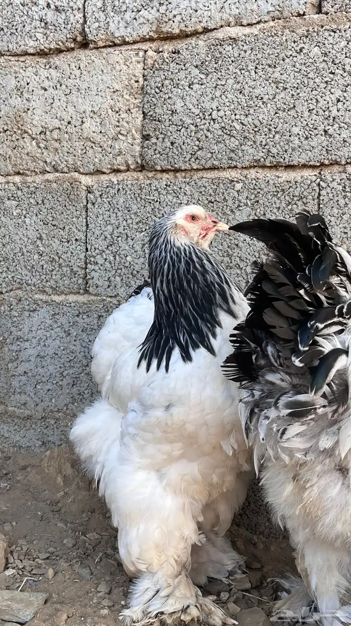 دجاج براهما كلومبي 3