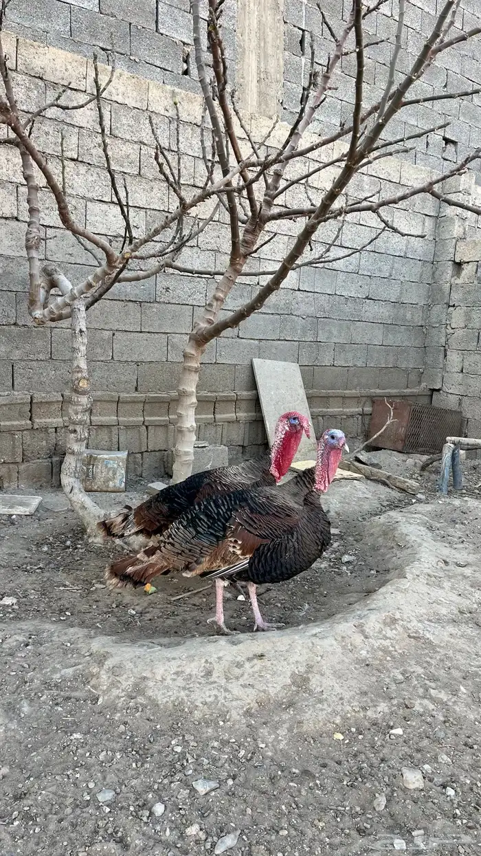 للبيع 2 ذكور رومي تب التب 0