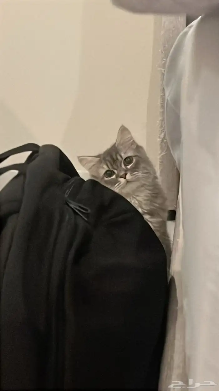 قط ذكر للتبني 2