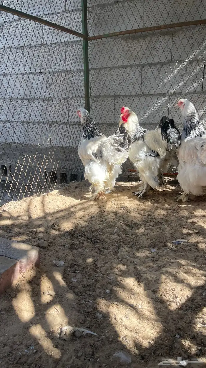 اللبيع دجاج براهما 5