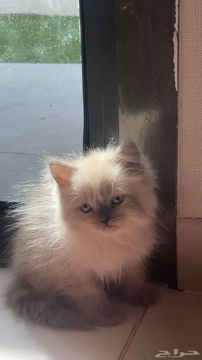 قطه هملايا 0