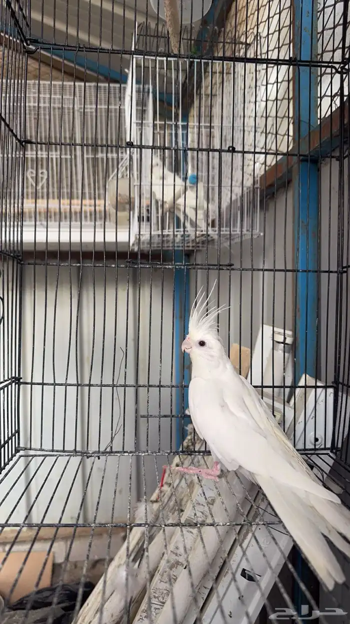 للبيع ببغاء كروان(تم البيع) 2