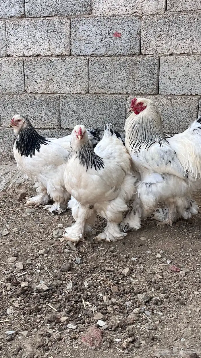 دجاج براهما كلومبي 0