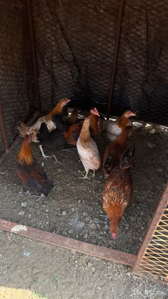 دجاج بلدي شرط صحه 4