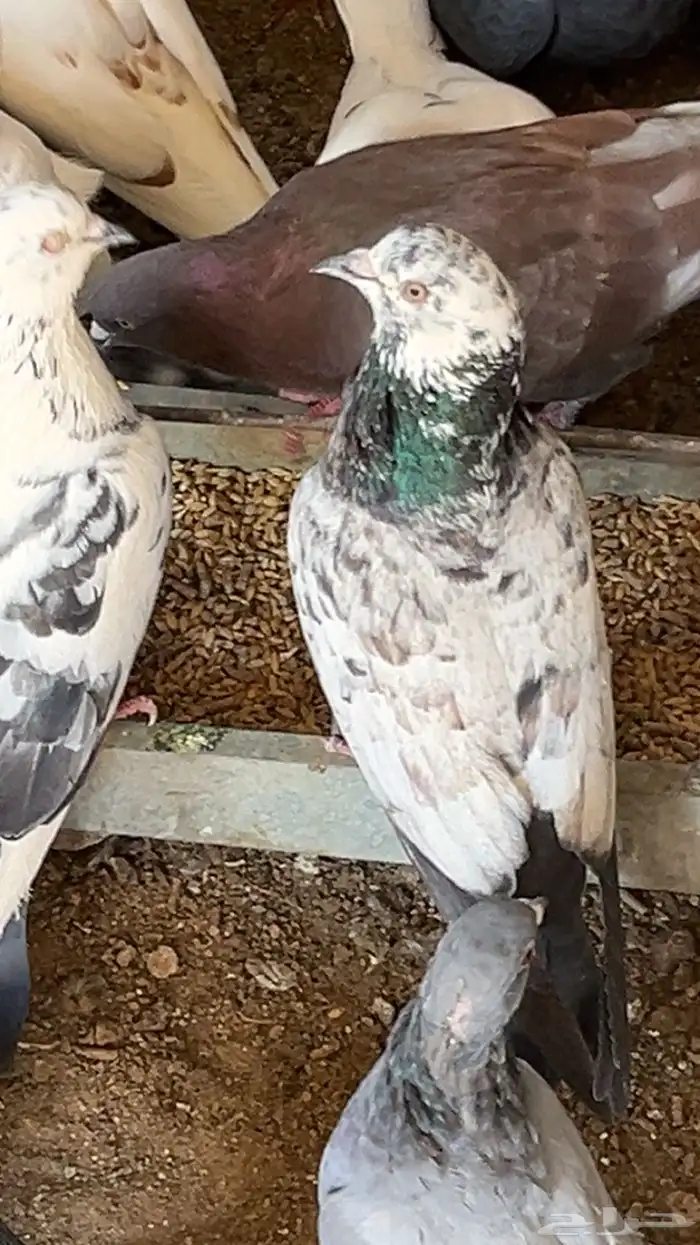 حمام باكستاني 1