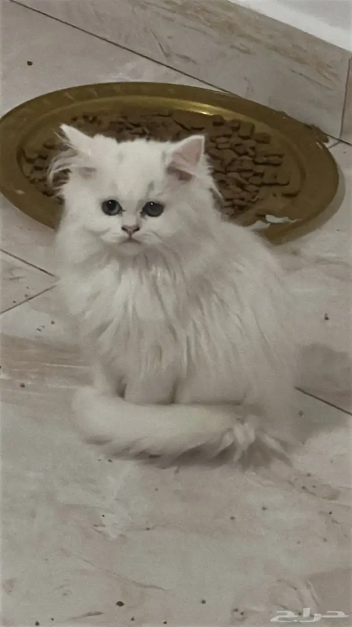 كتن شيرازي للبيع 0