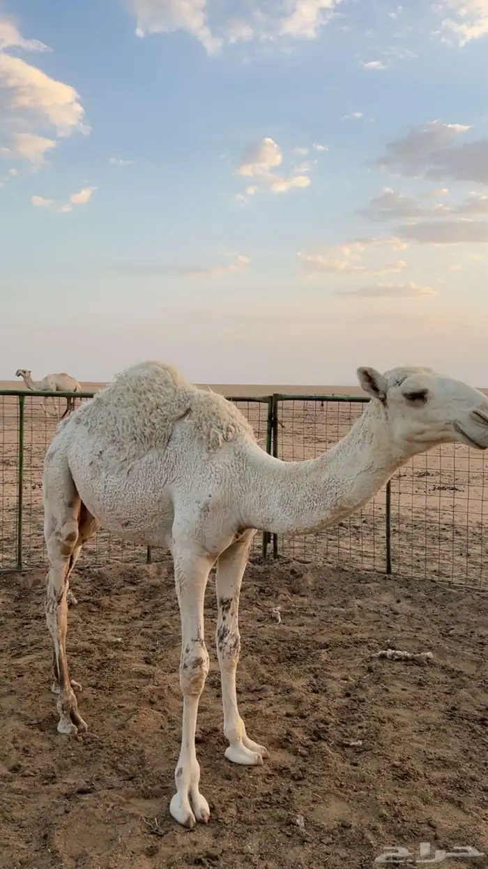 عل السوم بكرة 0