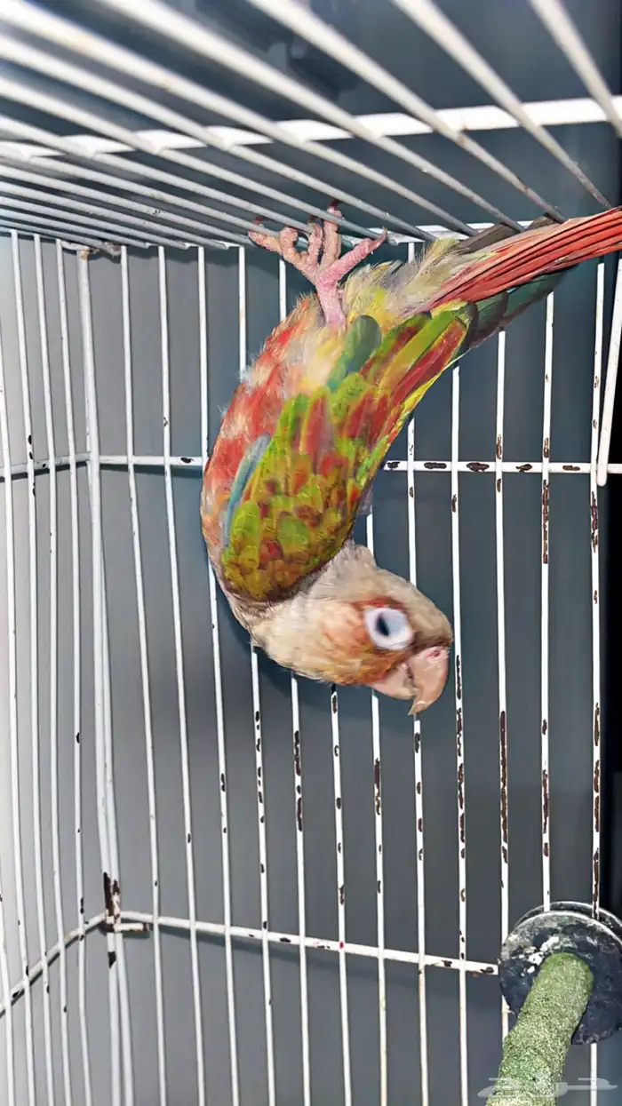 ليبع جوز كنيور طفره 2