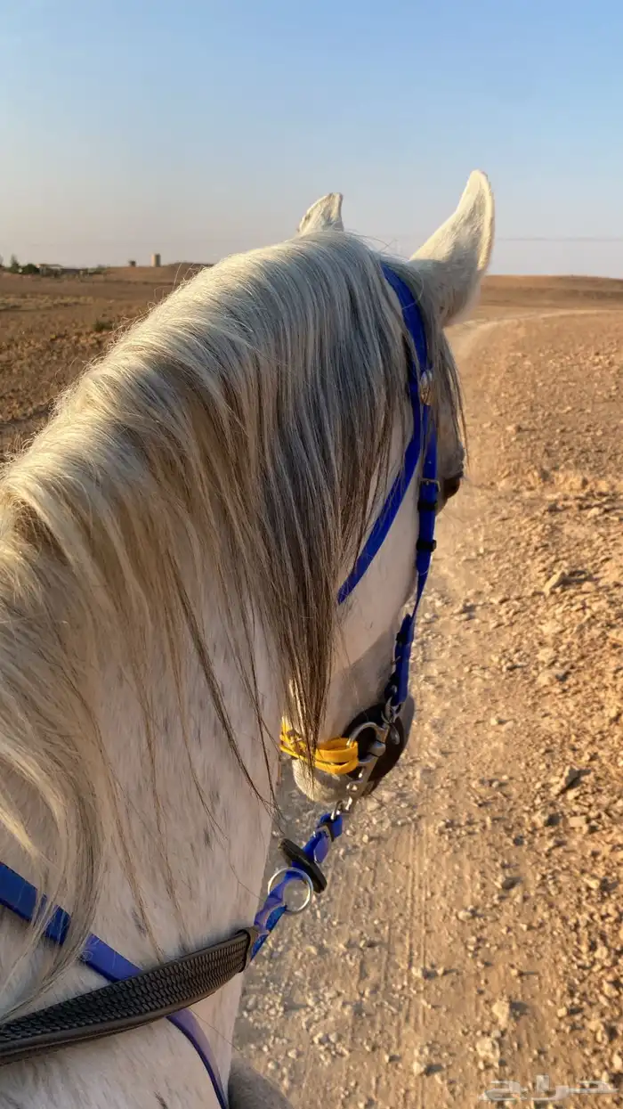 حصان شعبي شيخ 2