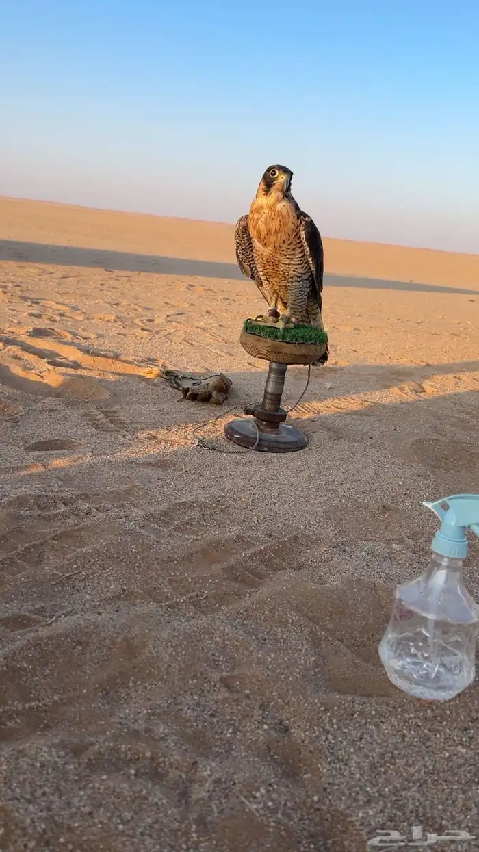 صقرا مفقود 2