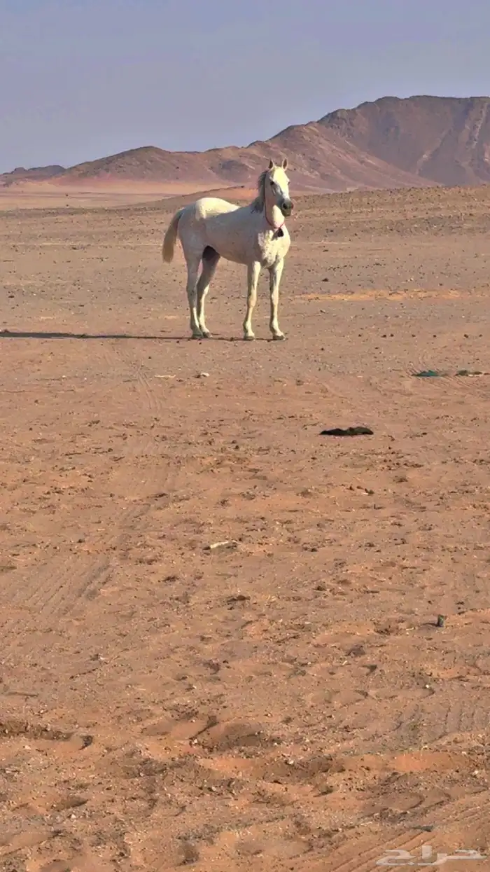 للبيع فرش شعبيه شيخه 1