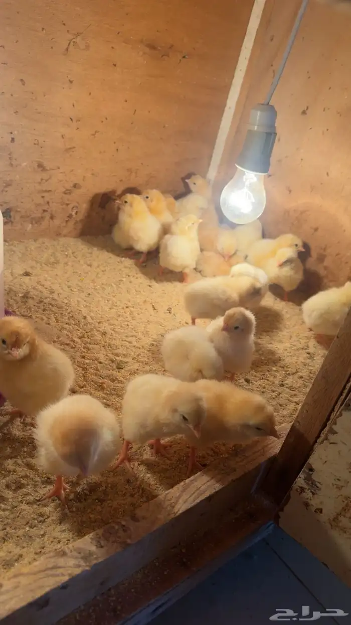 صوص لوهمان صافي 3