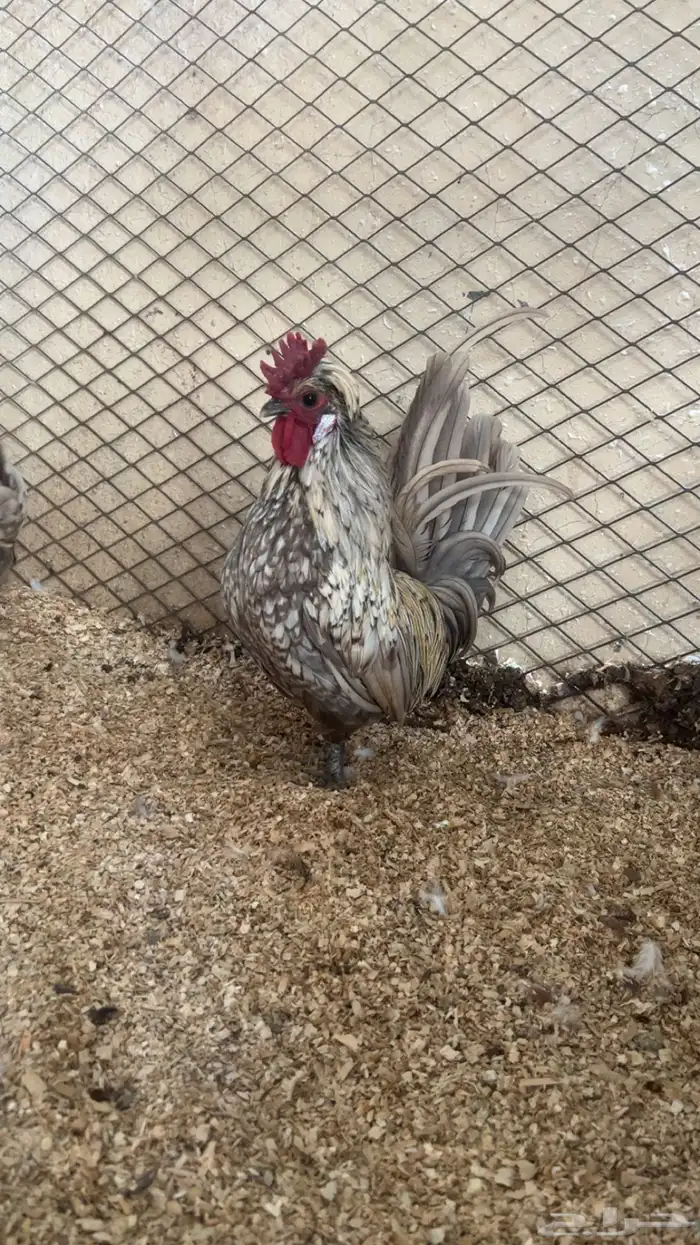 طقم كويتي قزم توب التوب 1