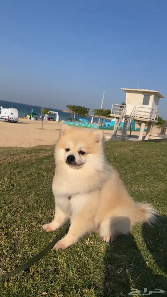 كلب لللبيع ب 4000الاف اخد التطعيمات كامله صحتوو ممتازه لعوب 0