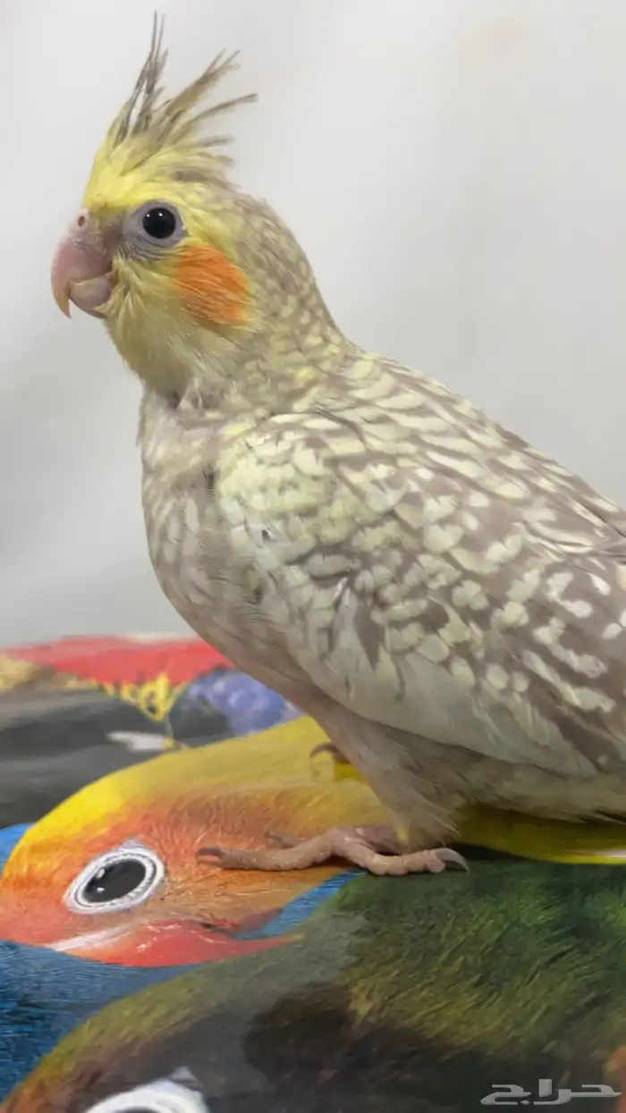 فرخ كروان فراشه 0