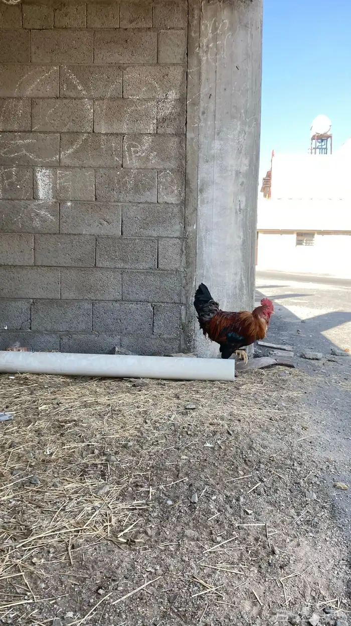 دجاجه وديك 2