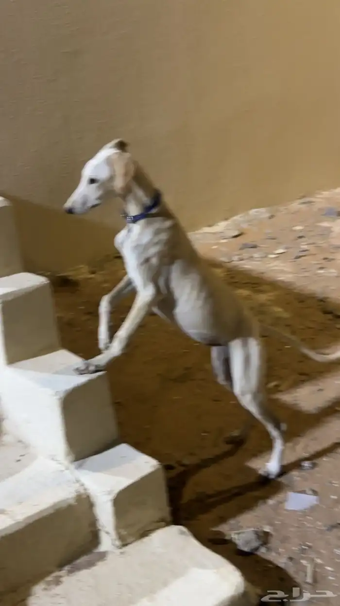 جراوه سلق عربيه 2