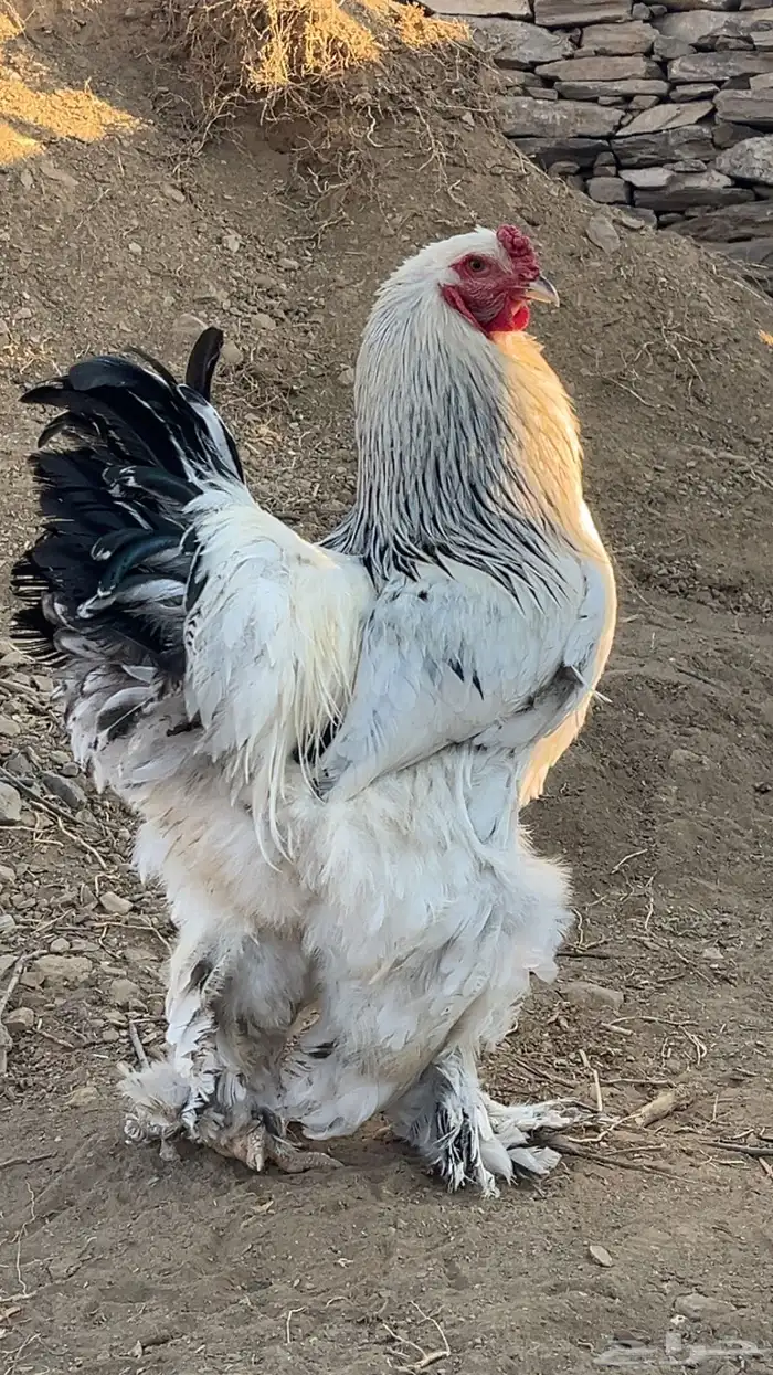 دجاج براهما كلومبي يوجد توصيل للباحه اليوم 0