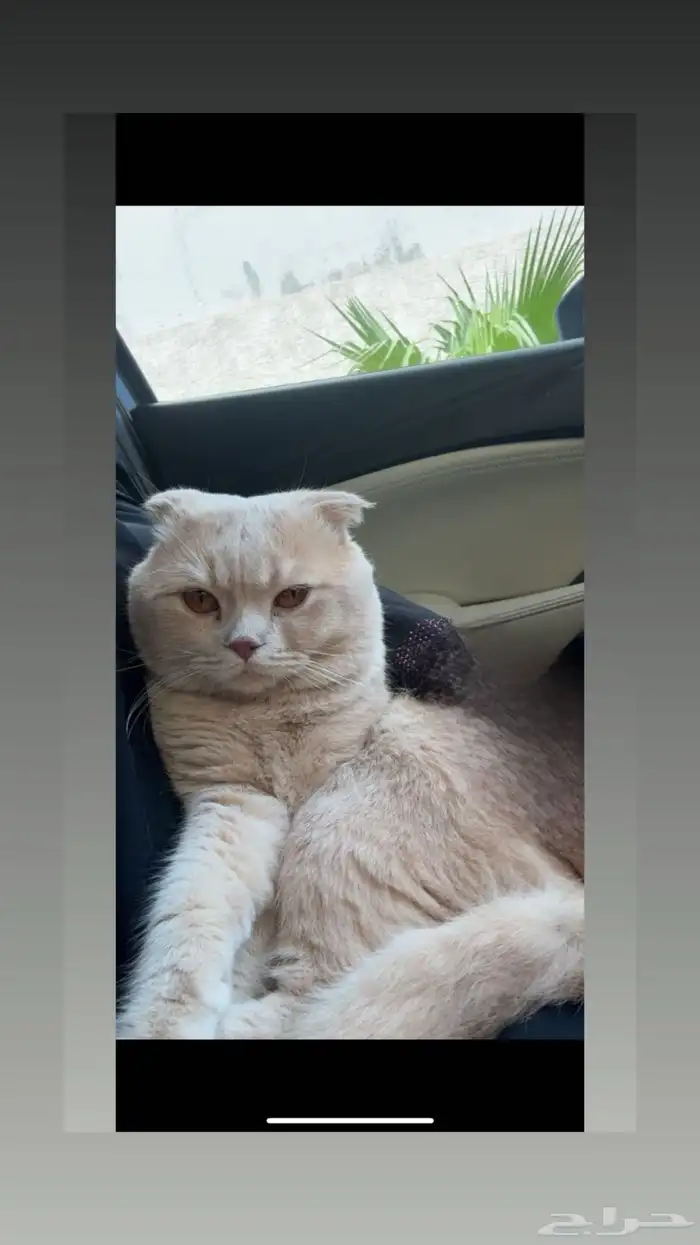 قط للبيع 0
