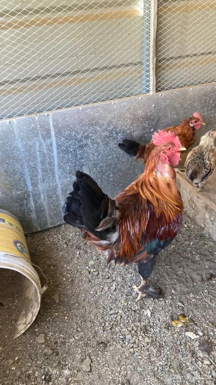 دجاجه وديك 3